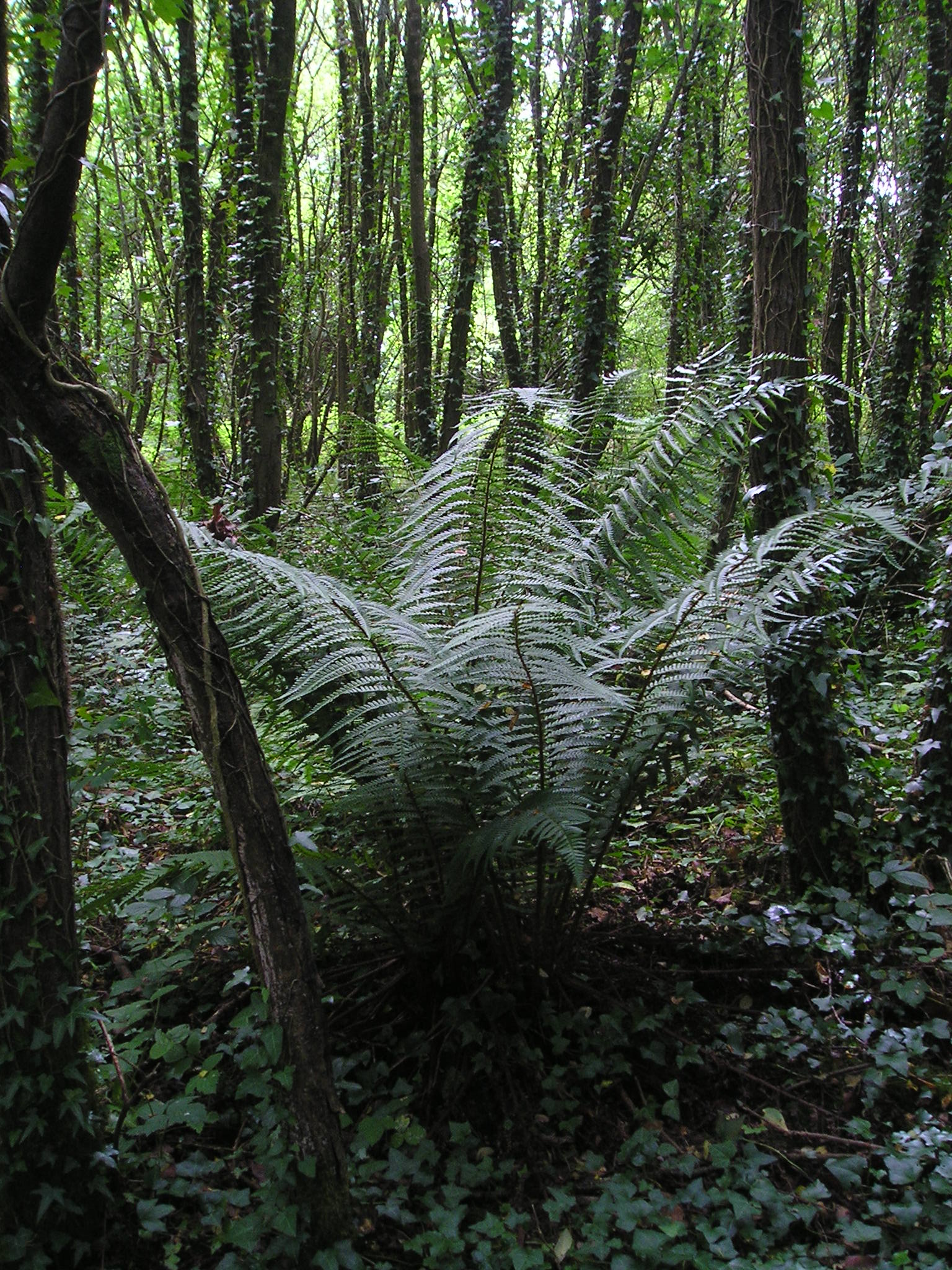 Ma'aï